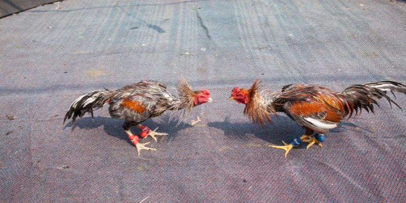 Cách Cá Cược Gà Chọi - Luật Chơi, Quy Tắc Đặt Cược Chuẩn 4 Chọn nhà cái uy tín để yên tâm đặt cược gà chọi