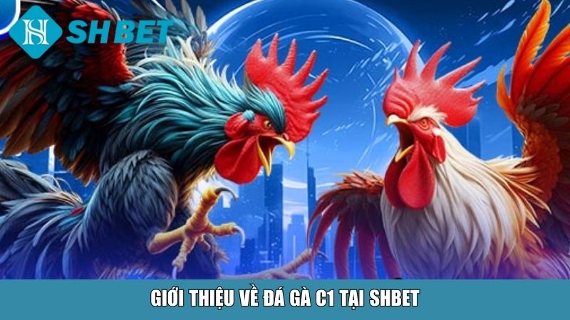 Đá Gà C1 Tại SHBET – Sân Chơi Đỉnh Cao Cho Người Đam Mê 2 Giới thiệu về đá gà C1 tại SHBET